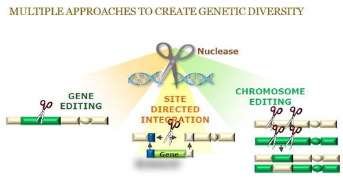 2017产品研发线 基因编辑技术与信息技术咨询服务的融合发展前景